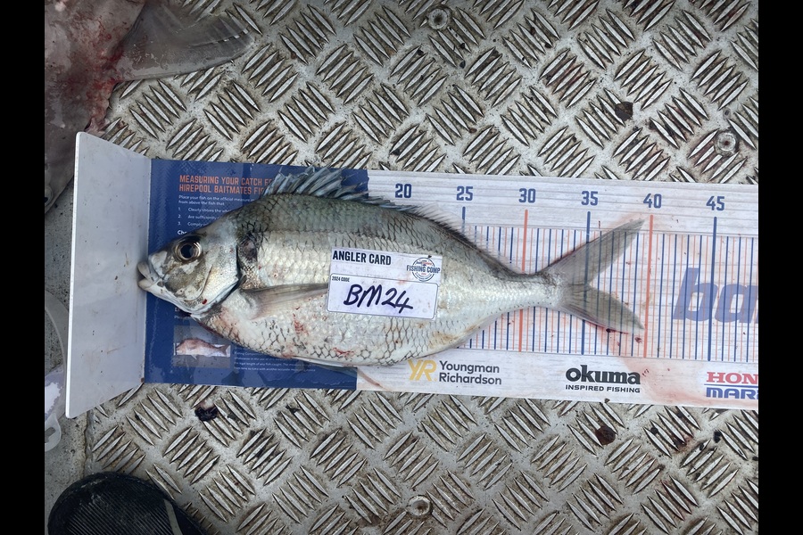Paul Dunn caught this 35.0cm Tarakihi at Otago during The Hirepool Baitmates Fishing Comp