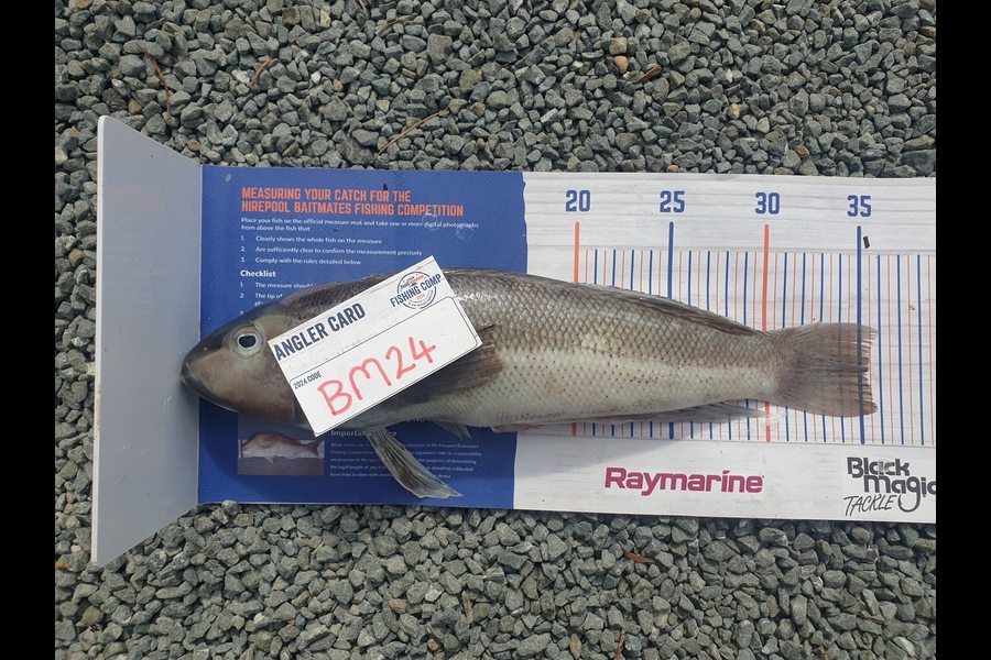 Rodney Niven caught this 35.0cm Blue Cod at Wellington during The Hirepool Baitmates Fishing Comp