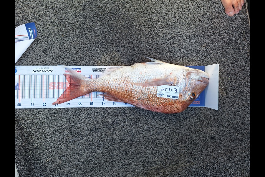 Rob Stroud caught this 59.0cm Snapper at Bay of Plenty during The Hirepool Baitmates Fishing Comp