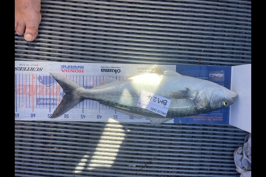 Tony Martin caught this 50.0cm Kahawai at Wellington during The Hirepool Baitmates Fishing Comp