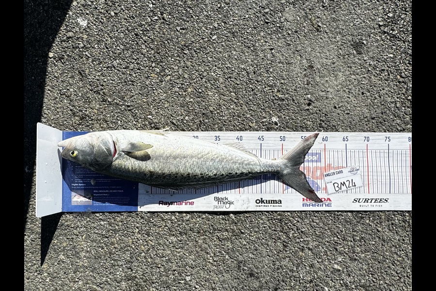 Brodie Sullivan-Richards caught this 53cm Kahawai at Manawatu during The Hirepool Baitmates Fishing Comp