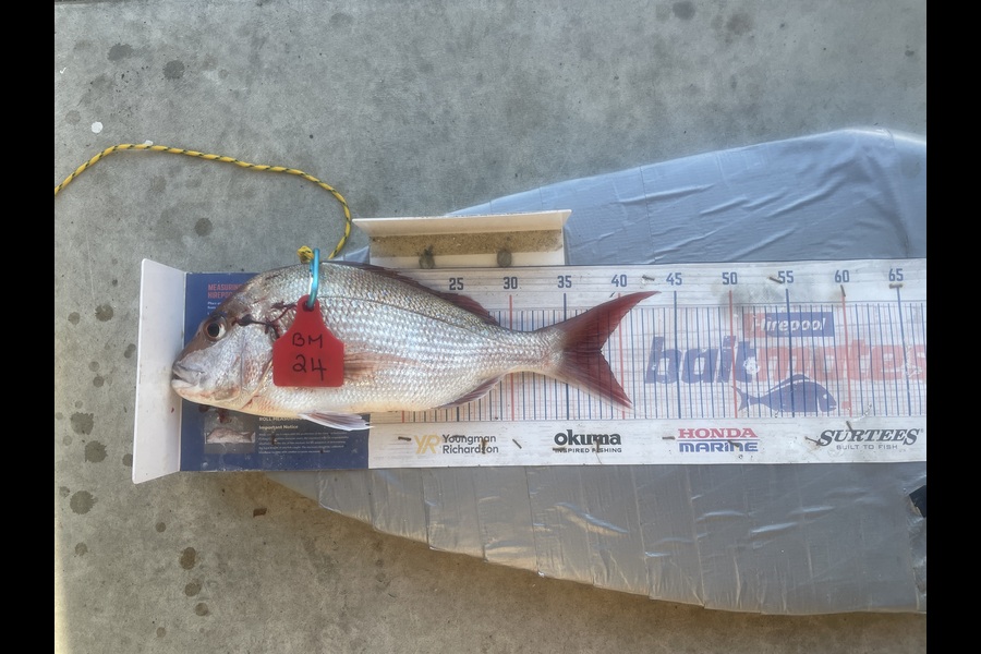Graeme Duncan caught this 38.0cm Snapper at Bay of Plenty during The Hirepool Baitmates Fishing Comp