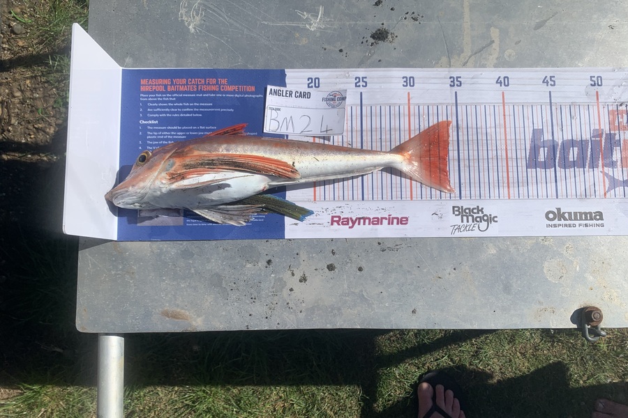Chad Van den brand caught this 33.5cm Gurnard at Taranaki during The Hirepool Baitmates Fishing Comp