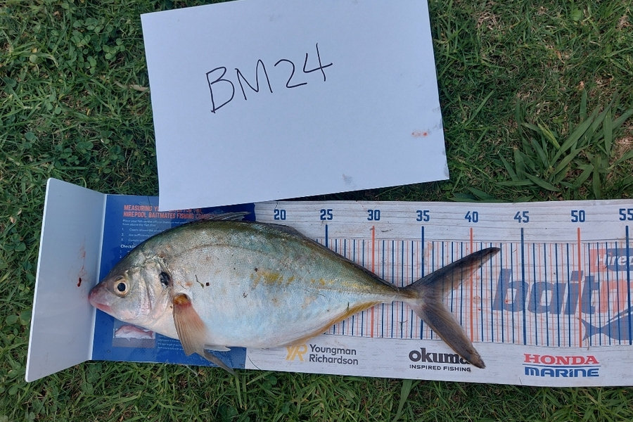 Edwin Tienzo caught this 37.0cm Trevally at Northland during The Hirepool Baitmates Fishing Comp