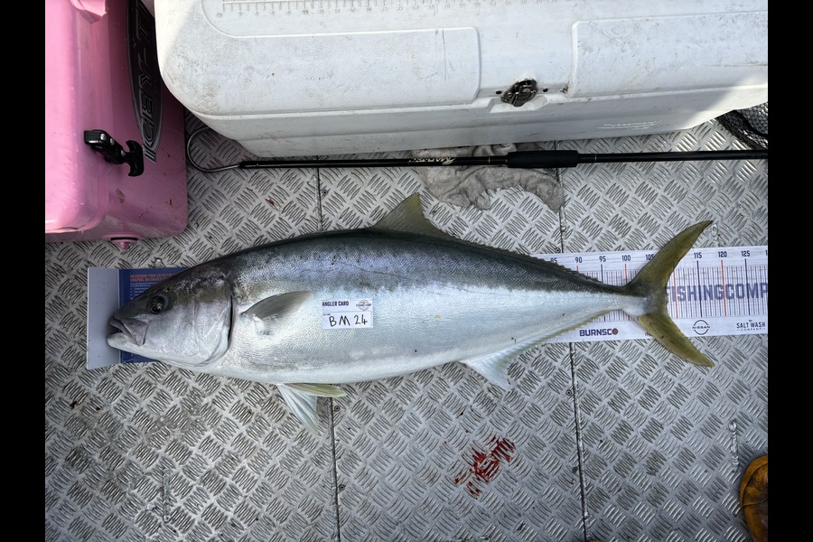Karl Puklowski  caught this 108.0cm Kingfish at Nelson/Marlborough during The Hirepool Baitmates Fishing Comp
