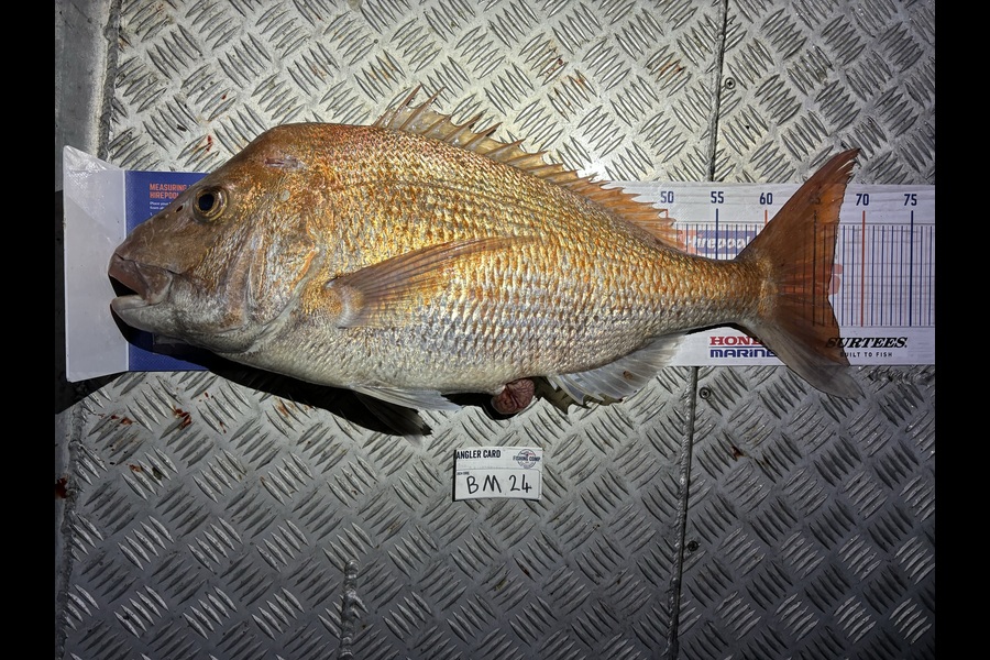 Karl Puklowski  caught this 66.0cm Snapper at Nelson/Marlborough during The Hirepool Baitmates Fishing Comp