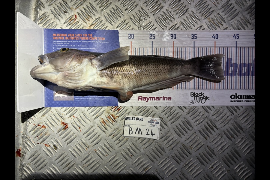 Karl Puklowski  caught this 41.5cm Blue Cod at Nelson/Marlborough during The Hirepool Baitmates Fishing Comp