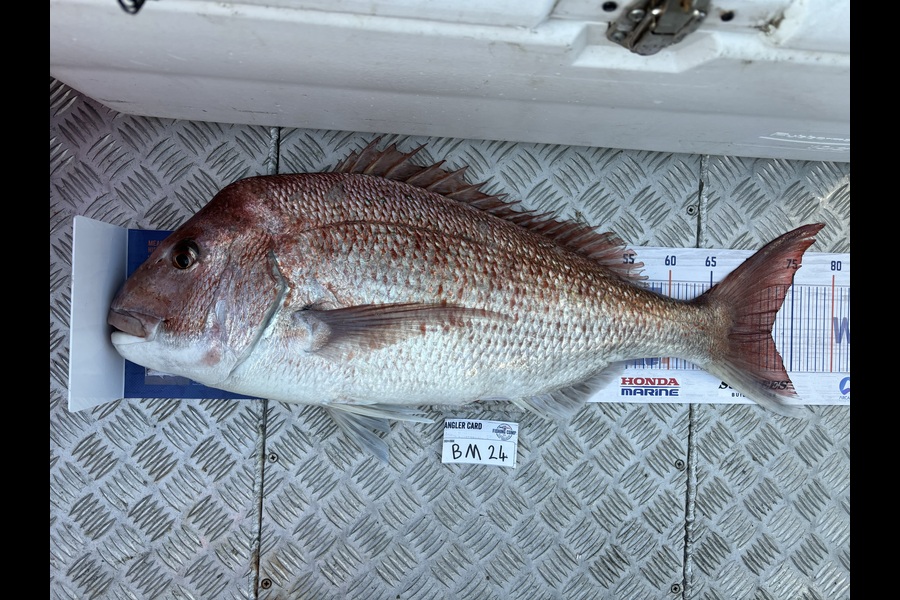 Karl Puklowski  caught this 72.0cm Snapper at Nelson/Marlborough during The Hirepool Baitmates Fishing Comp