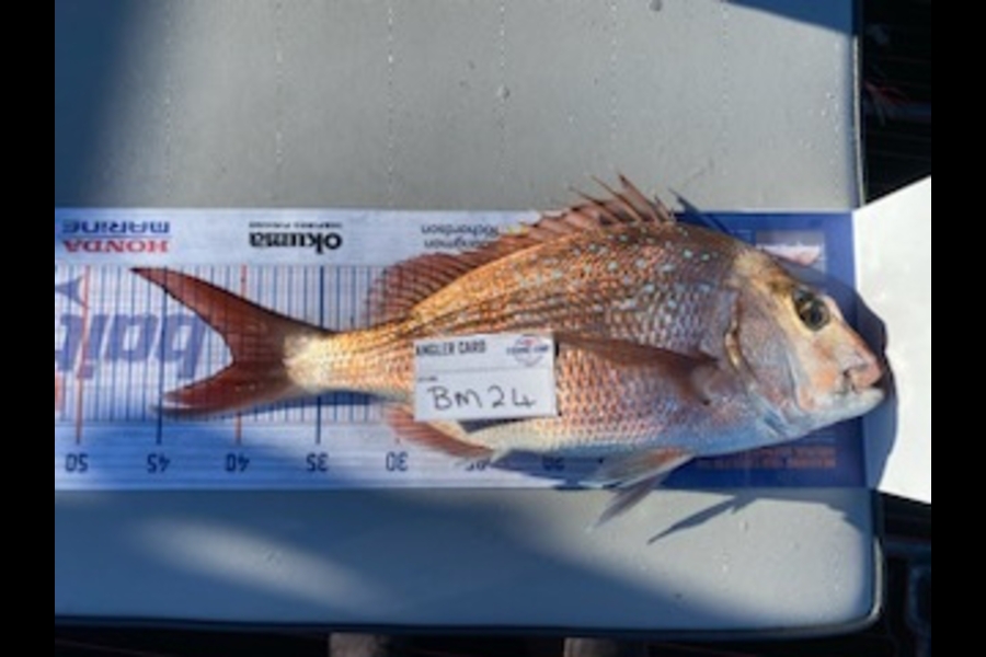 Mark Murrell caught this 40.0cm Snapper at Wellington during The Hirepool Baitmates Fishing Comp