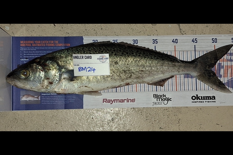Marty Wehipeihana caught this 48.5cm Kahawai at Bay of Plenty during The Hirepool Baitmates Fishing Comp