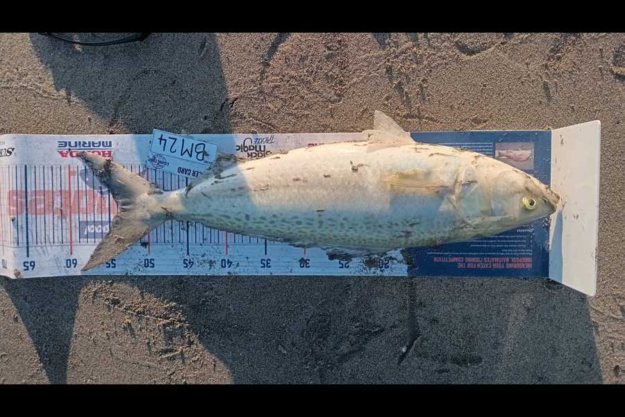 Warren Meyer caught this 53.5cm Kahawai at Wellington during The Hirepool Baitmates Fishing Comp