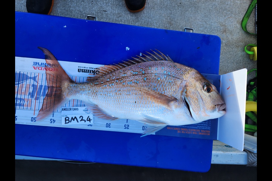Brad Cubitt caught this 47.0cm Snapper at Coromandel during The Hirepool Baitmates Fishing Comp