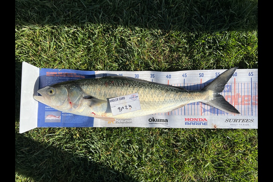 Charles  Peters caught this 55.5cm Kahawai at Bay of Plenty during The Hirepool Baitmates Fishing Comp