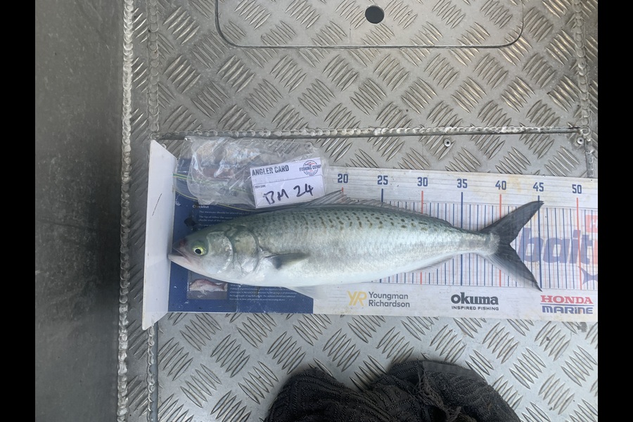 Matt Harrison caught this 41.0cm Kahawai at Northland during The Hirepool Baitmates Fishing Comp