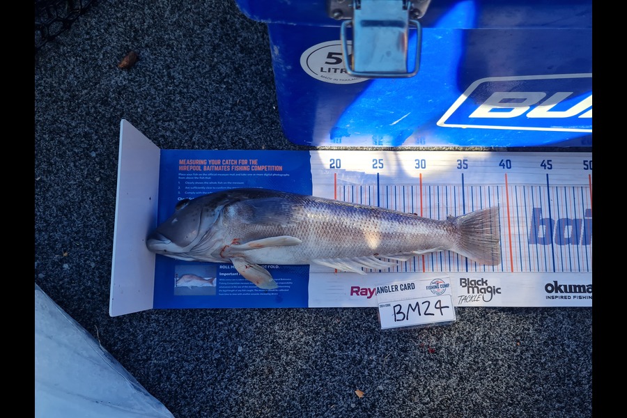 Justin Spain caught this 39.0cm Blue Cod at Nelson/Marlborough during The Hirepool Baitmates Fishing Comp