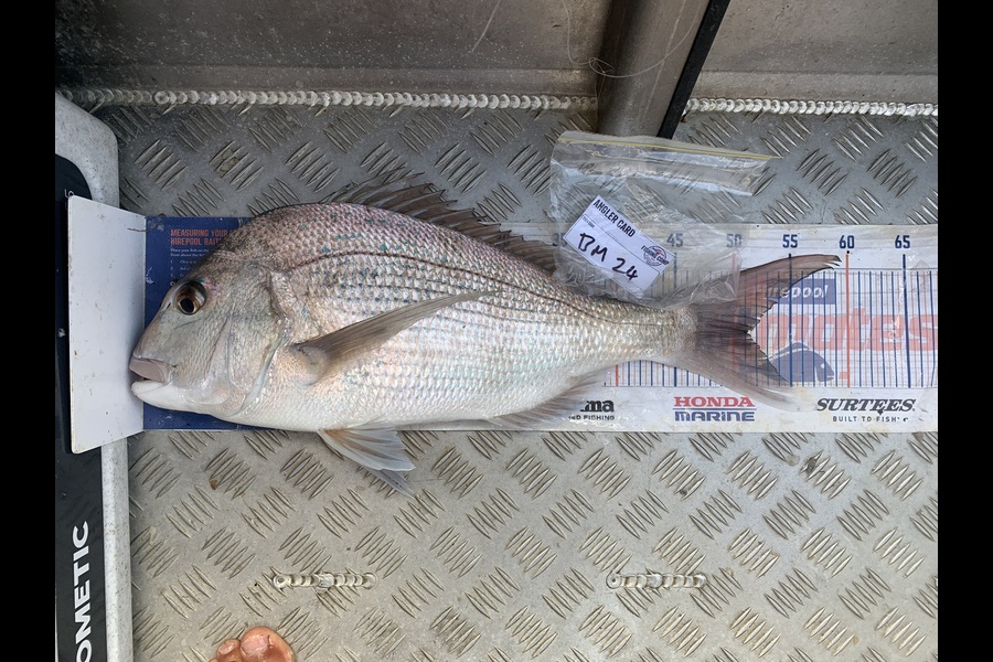 Jake Harrison caught this 51.0cm Snapper at Northland during The Hirepool Baitmates Fishing Comp