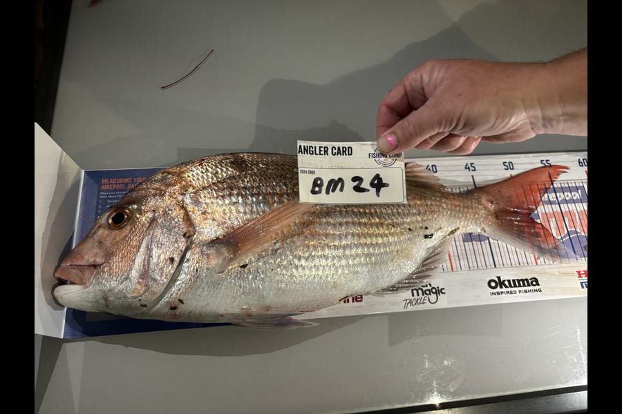 Sarah Rawson caught this 51.0cm Snapper at Nelson/Marlborough during The Hirepool Baitmates Fishing Comp