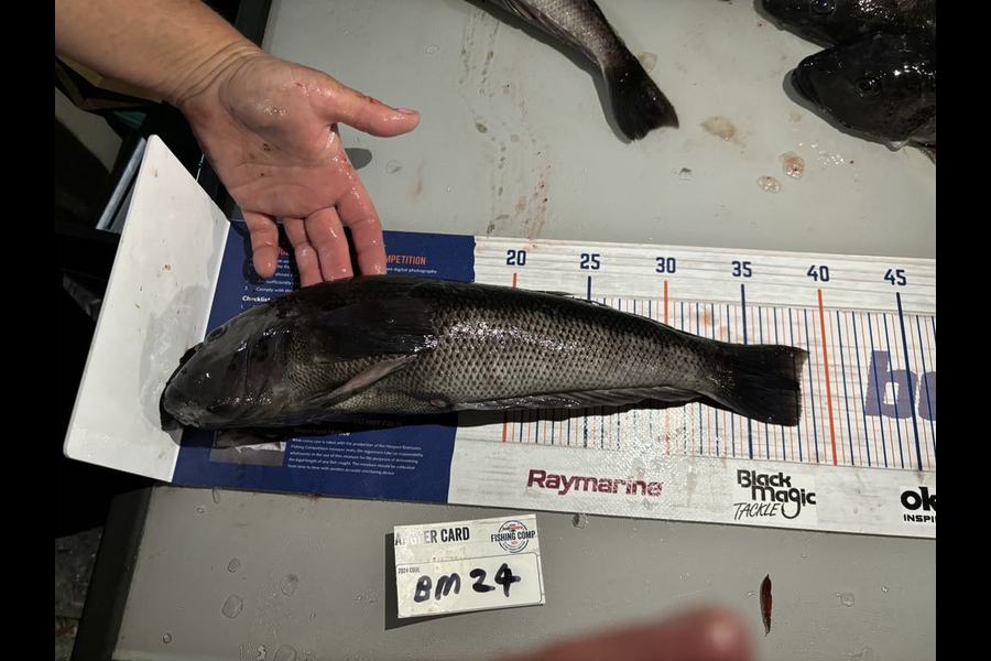 Sarah Rawson caught this 38.0cm Blue Cod at Nelson/Marlborough during The Hirepool Baitmates Fishing Comp