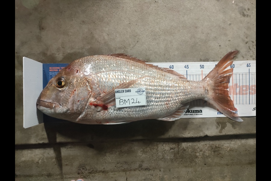 Wiremu Thompson-Pedersen caught this 58.0cm Snapper at Coromandel during The Hirepool Baitmates Fishing Comp