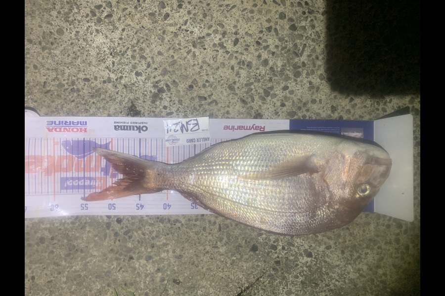 Josh Bolton caught this 48.0cm Snapper at Wellington during The Hirepool Baitmates Fishing Comp
