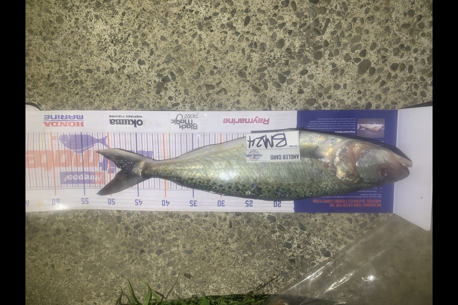 Josh Bolton caught this 48.0cm Kahawai at Wellington during The Hirepool Baitmates Fishing Comp