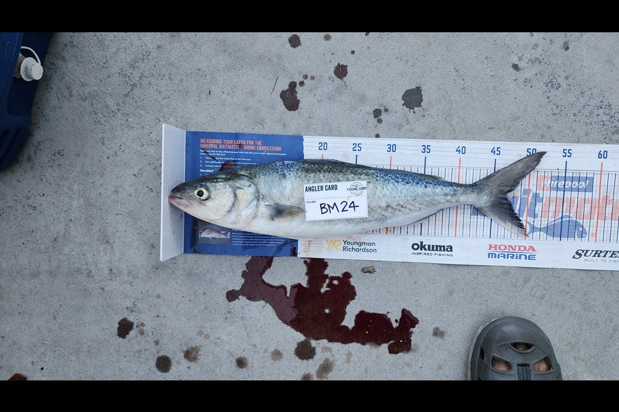 Myles Carson caught this 47.0cm Kahawai at Wellington during The Hirepool Baitmates Fishing Comp