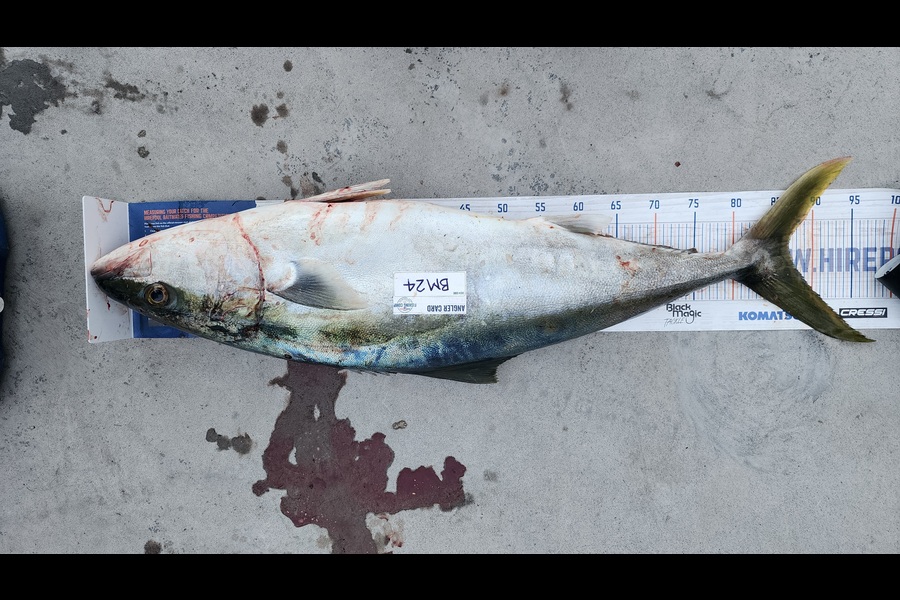 Myles Carson caught this 87.0cm Kingfish at Wellington during The Hirepool Baitmates Fishing Comp