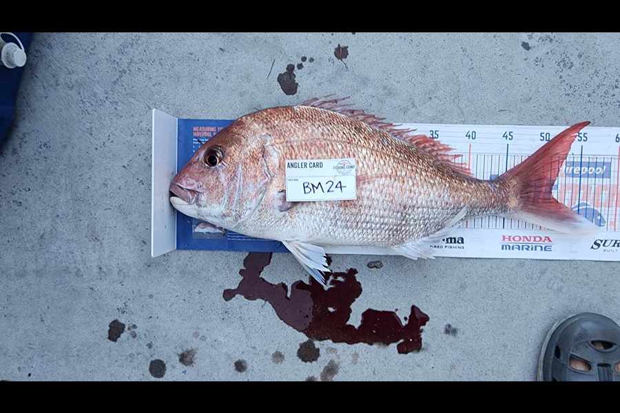 Carolyn Carson caught this 51.0cm Snapper at Wellington during The Hirepool Baitmates Fishing Comp