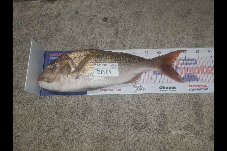 Damien Magee caught this 49.0cm Snapper at Bay of Plenty during The Hirepool Baitmates Fishing Comp