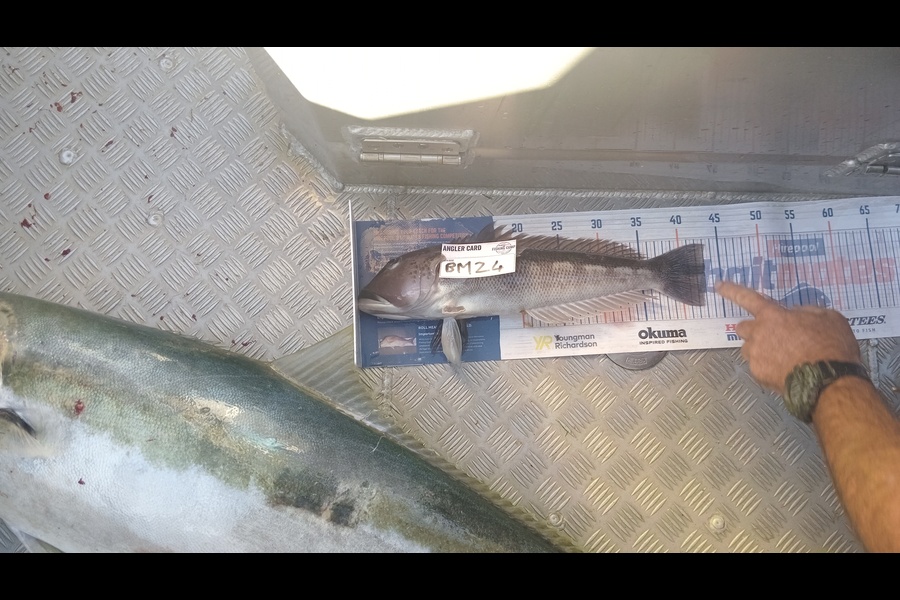 Dave Thomson caught this 43cm Blue Cod at Taranaki during The Hirepool Baitmates Fishing Comp