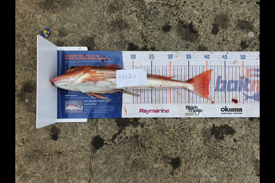 Trent Barrett caught this 40.5cm Gurnard at Hawkes Bay during The Hirepool Baitmates Fishing Comp