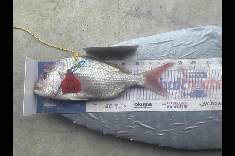 Graeme Duncan caught this 42.0cm Snapper at Bay of Plenty during The Hirepool Baitmates Fishing Comp
