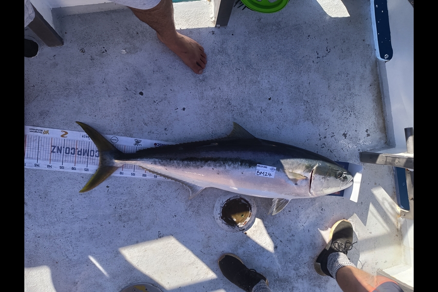 Daniel Hilton caught this 120cm Kingfish at Northland during The Hirepool Baitmates Fishing Comp