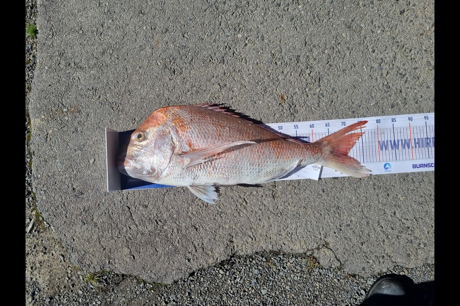 Lacey Kau Kau caught this 70.0cm Snapper at Wellington during The Hirepool Baitmates Fishing Comp
