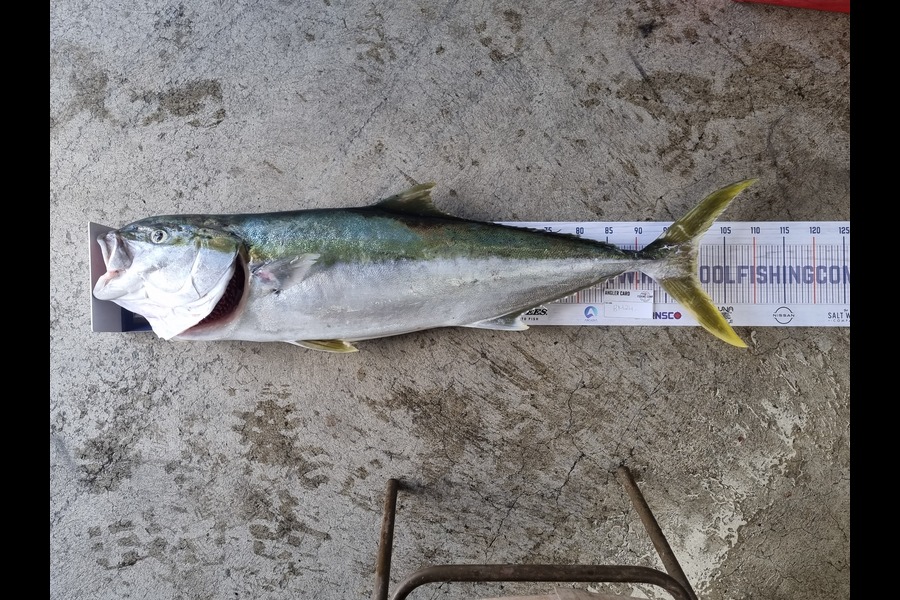 Lacey Kau Kau caught this 100cm Kingfish at Wellington during The Hirepool Baitmates Fishing Comp