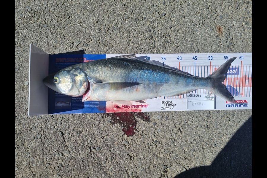 Lacey Kau Kau caught this 52cm Kahawai at Wellington during The Hirepool Baitmates Fishing Comp