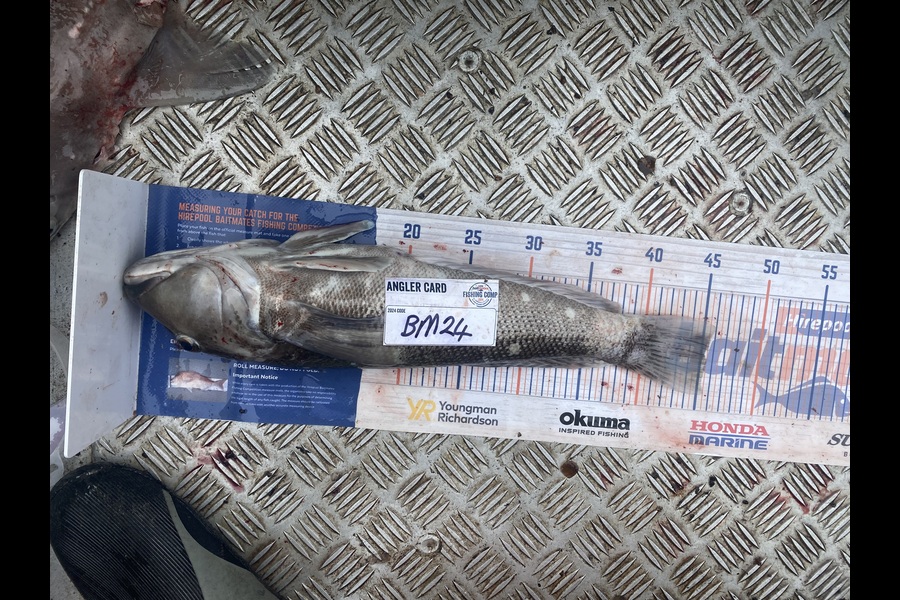 Paul Dunn caught this 45cm Blue Cod at Otago during The Hirepool Baitmates Fishing Comp