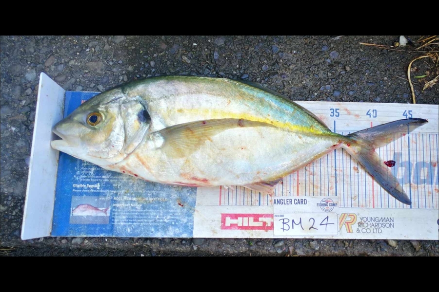 Jamie-Lee Page caught this 40.0cm Trevally at Wellington during The Hirepool Baitmates Fishing Comp
