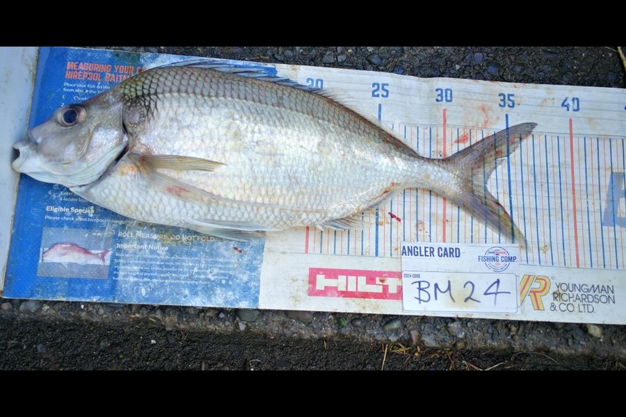 Jamie-Lee Page caught this 33.0cm Tarakihi at Wellington during The Hirepool Baitmates Fishing Comp