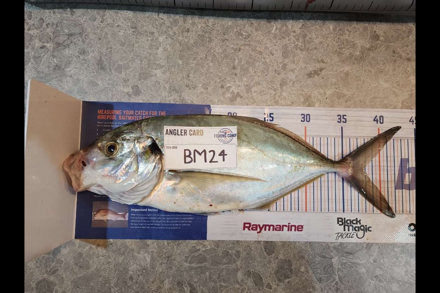Nathan Van den broek caught this 37cm Trevally at Waikato during The Hirepool Baitmates Fishing Comp