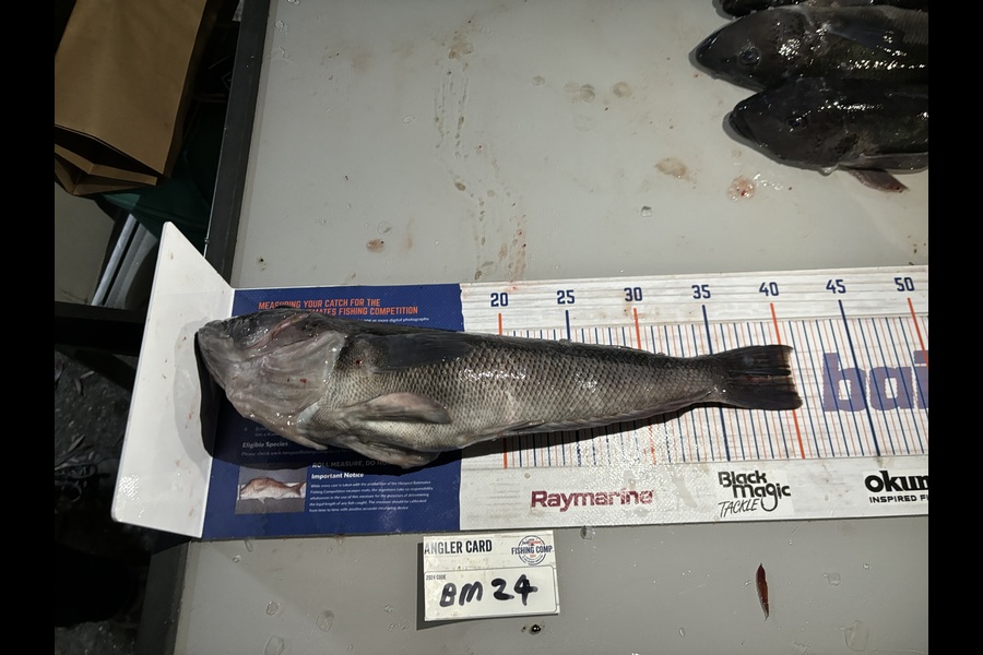 Roger Rawson caught this 40.0cm Blue Cod at Nelson/Marlborough during The Hirepool Baitmates Fishing Comp