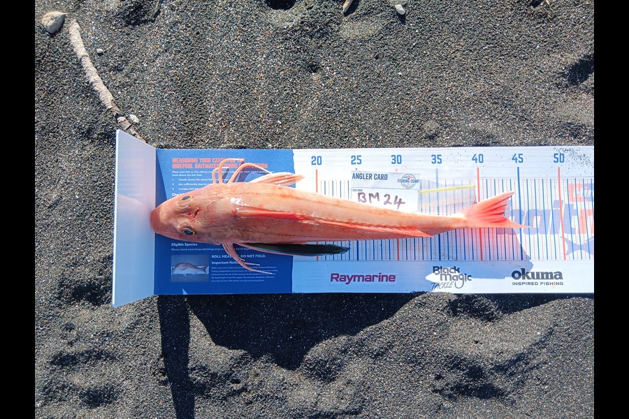 Richard Cash caught this 42.5cm Gurnard at Taranaki during The Hirepool Baitmates Fishing Comp