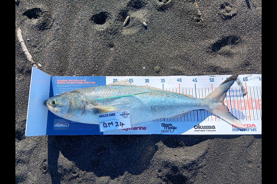 Richard Cash caught this 52.5cm Kahawai at Taranaki during The Hirepool Baitmates Fishing Comp