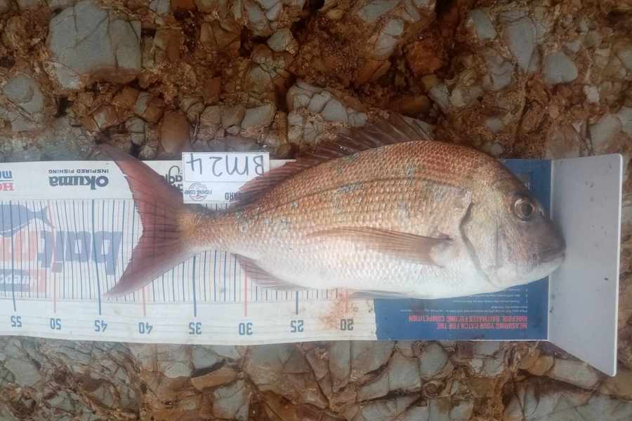 Bodhi Bishop Saunders caught this 39cm Snapper at Coromandel during The Hirepool Baitmates Fishing Comp