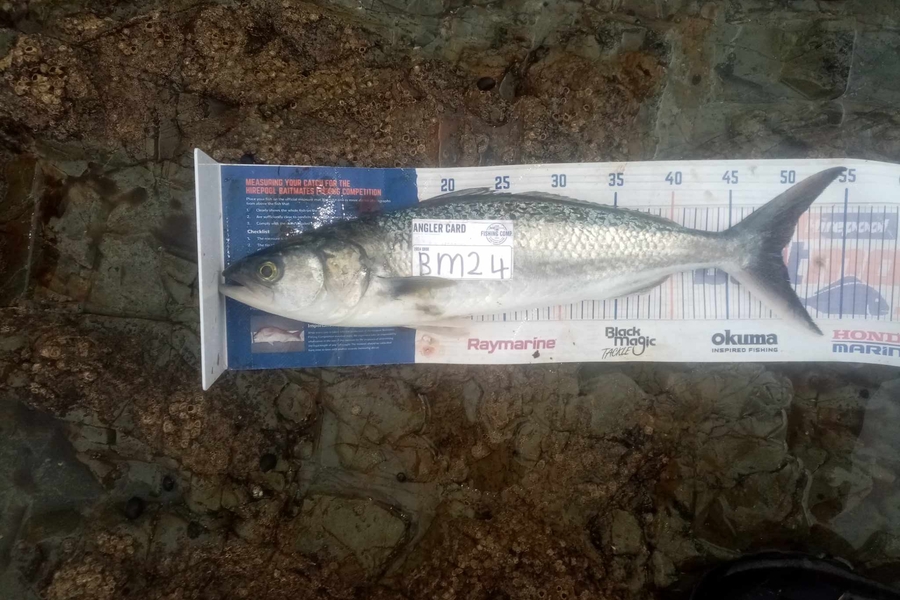 Bodhi Bishop Saunders caught this 49.0cm Kahawai at Coromandel during The Hirepool Baitmates Fishing Comp