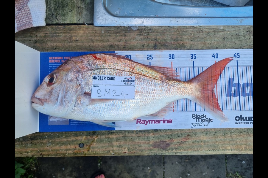Jessie McLean caught this 39.0cm Snapper at Coromandel during The Hirepool Baitmates Fishing Comp