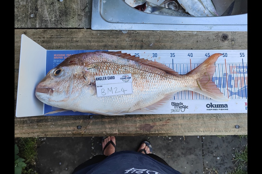 Shaun McLean caught this 45.5cm Snapper at Coromandel during The Hirepool Baitmates Fishing Comp