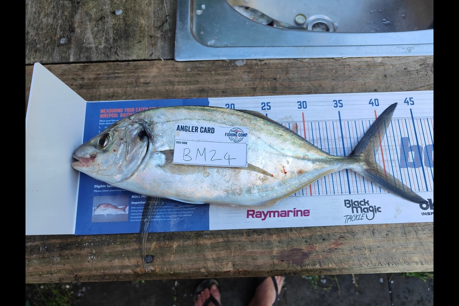 Shaun McLean caught this 39.0cm Trevally at Coromandel during The Hirepool Baitmates Fishing Comp