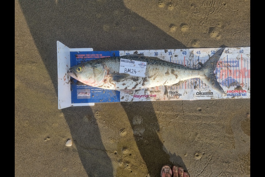 Jayden Emtage caught this 50.0cm Kahawai at Northland during The Hirepool Baitmates Fishing Comp