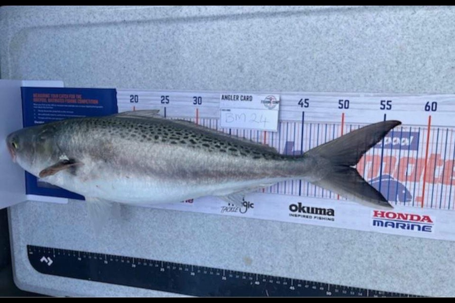 Koby Lowe caught this 51cm Kahawai at Hawkes Bay during The Hirepool Baitmates Fishing Comp